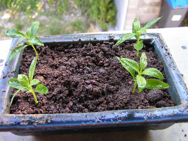 Planter vos poussent dans la terre