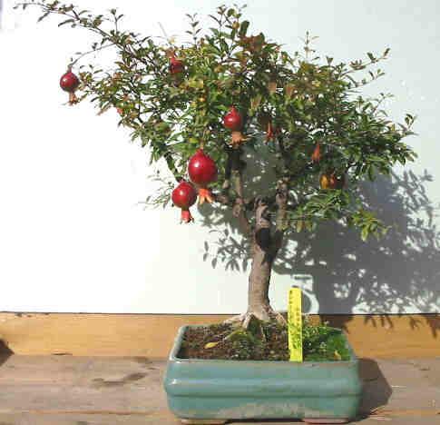 Photo du bonsai : Grenadier (Punica granatum)