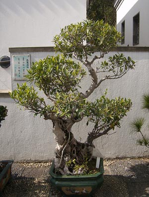 Photo du bonsai : Ficus (Ficus microcarpa, ginseng)