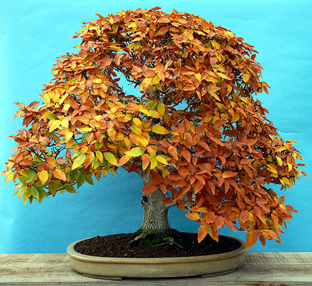 Photo du bonsai : Htre (Fagus crenata)