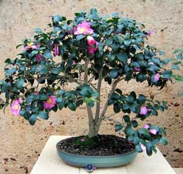 Photo du bonsai : Camlia (Camellia japonica)