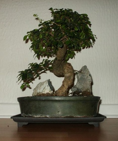 Photo du bonsai : Carmona (Ehretia microphylla)