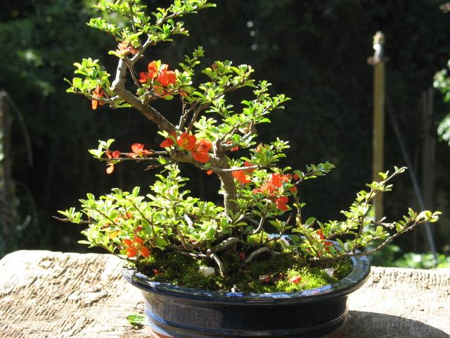 Photo du bonsai : Cognassier du Japon (Chaenomeles speciosa)