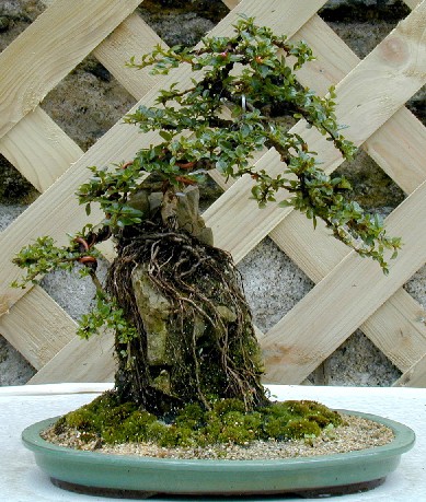 Photo du bonsai : Cotonaster (Cotoneaster horizontalis)