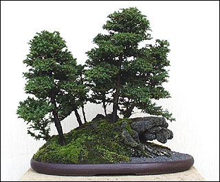 Photo du bonsai : Cryptomria (Cryptomeria japonica)