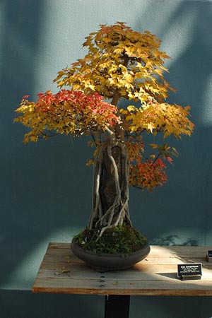 Photo du bonsai : Erable trident (Acer buergerianum)