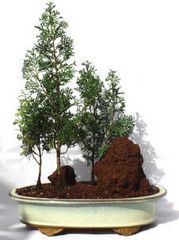 Photo du bonsai : Faux cyprs (Chamaecyparis pisifera)