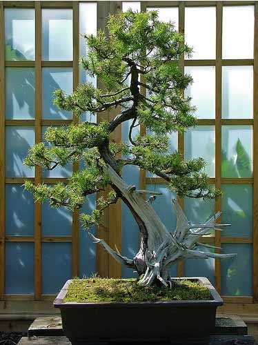 Photo du bonsai : Genvrier  aiguilles (Juniperus rigida)