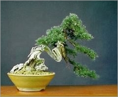 Photo du bonsai : Genvrier de Chine (Juniperus chinensis)