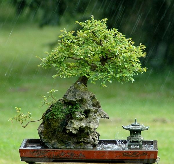 Photo du bonsai : Orme de Chine (Ulmus parvifolia)