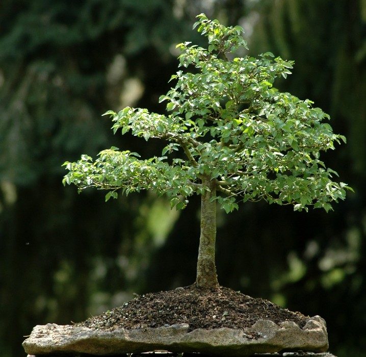 Photo du bonsai : Orme du Japon (Zelkova serrata)