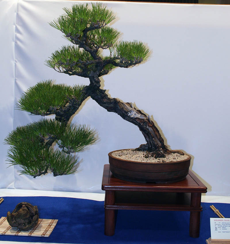 Photo du bonsai : Pin noir du Japon (Pinus thunbergii)