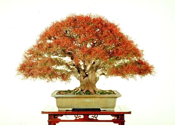 Photo du bonsai : Pistachier (Pistacia chinensis)