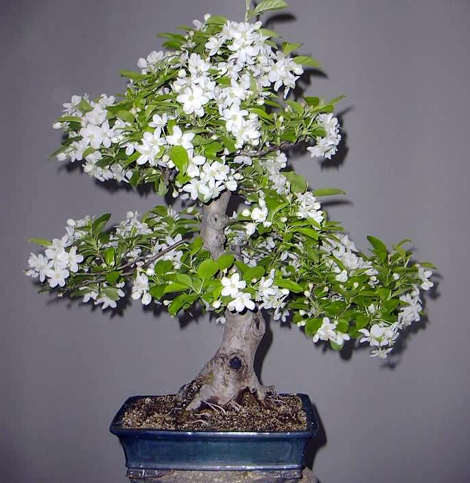 Photo du bonsai : Pommier (Malus cerasifera)