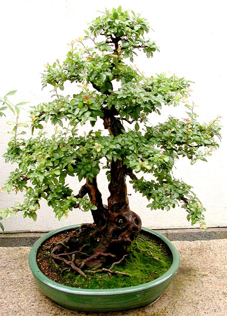 Photo du bonsai : Sagrtia (Sageretia theezans)