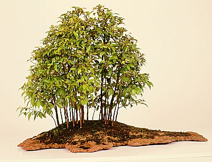 Photo du bonsai : Stewartia (Stewartia monadelpha)