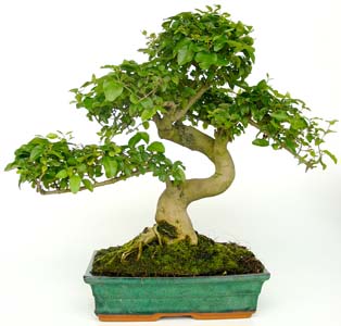 Photo du bonsai : Trone (Ligustrum sinense)