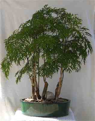 Photo du bonsai : Aralia lgant (Dizygotheca elegantissima, Aralia elegantissima)