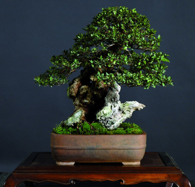 Photo du bonsai : Myrte commune (Myrtus communis)