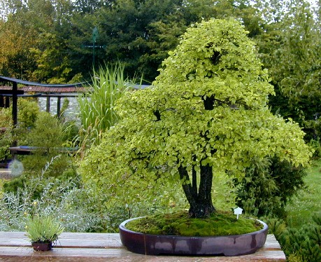 Photo du bonsai : Chne (Quercus)