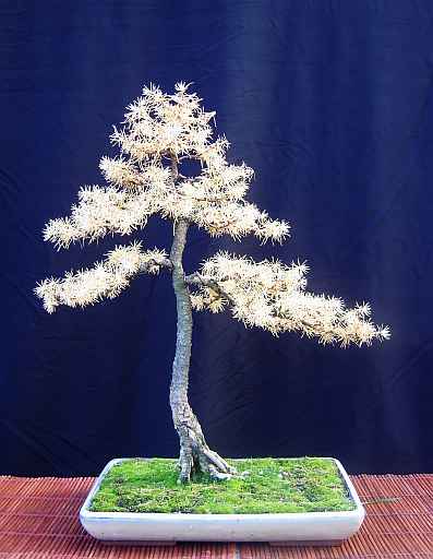 Photo du bonsai : Mlze (Larix)