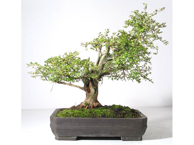 Photo du bonsai : Chvrefeuille arbustif (Lonicera nitida)