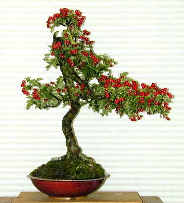 Photo du bonsai : Aubpine (Crataegus)