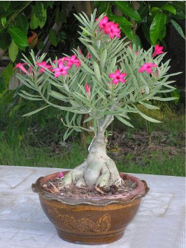 Photo du bonsai : Rose du dsert (Adenium obesum)