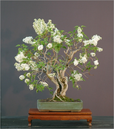 Photo du bonsai : Lilas (Syringa vulgarisa)