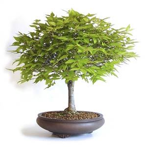Photo du bonsai : Orme de Sibrie (Zelkova carpinifolia, Zelkova crenata)