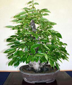 Photo du bonsai : Plaqueminier faux lotier (Diospyros lotus)