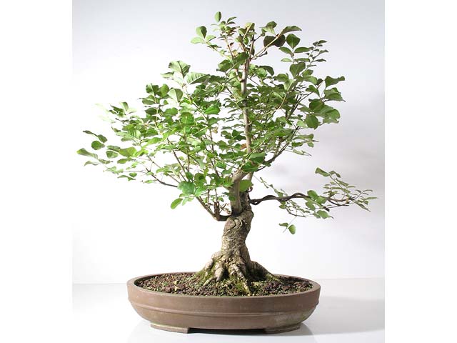 Photo du bonsai : Frne (Fraxinus excelsior)