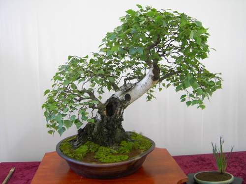 Photo du bonsai : Bouleau (Betula)