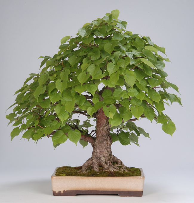 Photo du bonsai : Tilleul (Tilia)