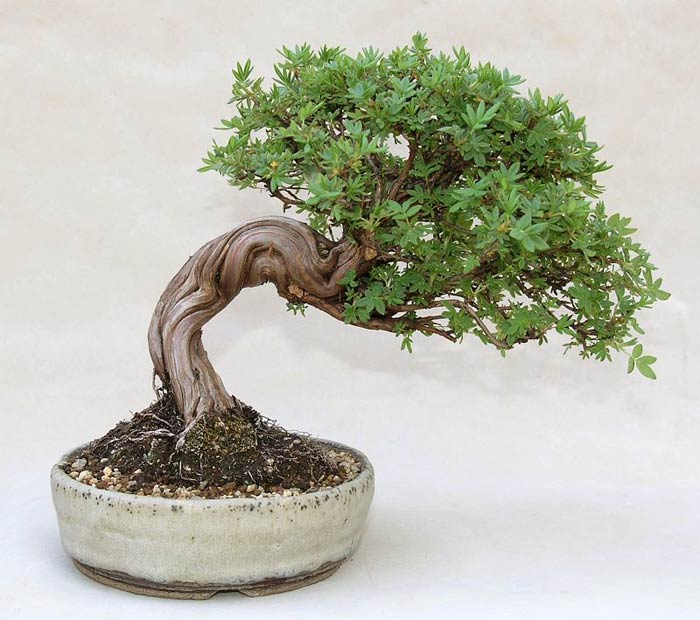 Photo du bonsai : Potentille arbustive (Potentilla fruticosa)
