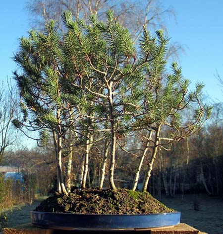 Photo du bonsai : Pin Parasol (Pinus pinea)