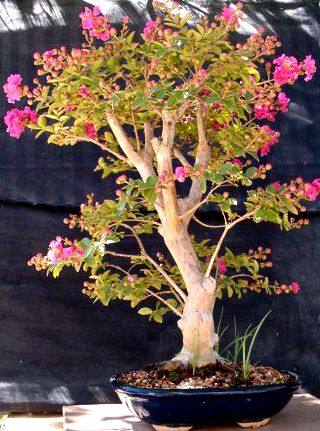 Photo du bonsai : Arbre de Jude (cercis siliquastris)
