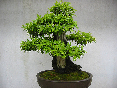Photo du bonsai : Buisson Ardent (Pyracantha)