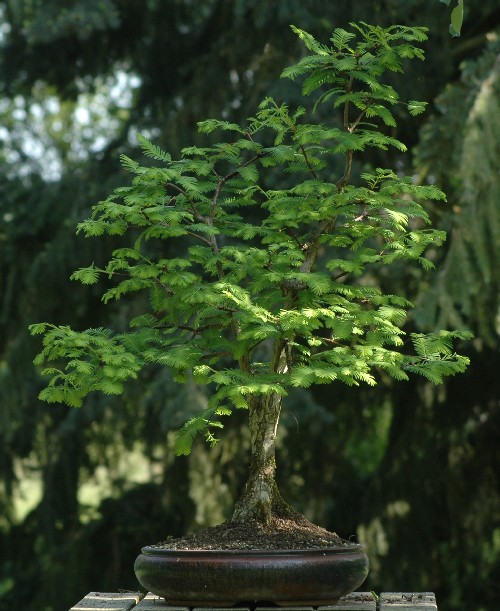 Photo du bonsai : Cyprs (Cupressus)