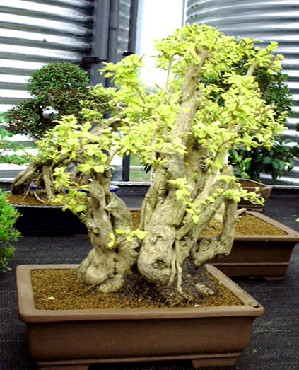 Photo du bonsai : Vanillier de Cayenne (Duranta erecta, Duranta repens, Duranta plumieri)