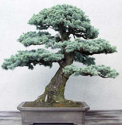 Photo du bonsai : Cdre du Liban (Cedrus libani)