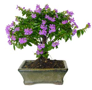 Photo du bonsai : Cuphea (Cuphea hyssopifolia)