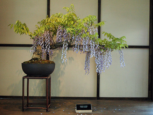 Photo du bonsai : Glycine (Wisteria)