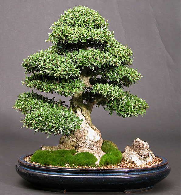 Photo du bonsai : Houx Japonais (Ilex crenata)