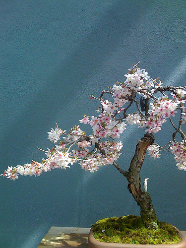 Photo du bonsai : Cerisier du Japon (Prunus serrulata)