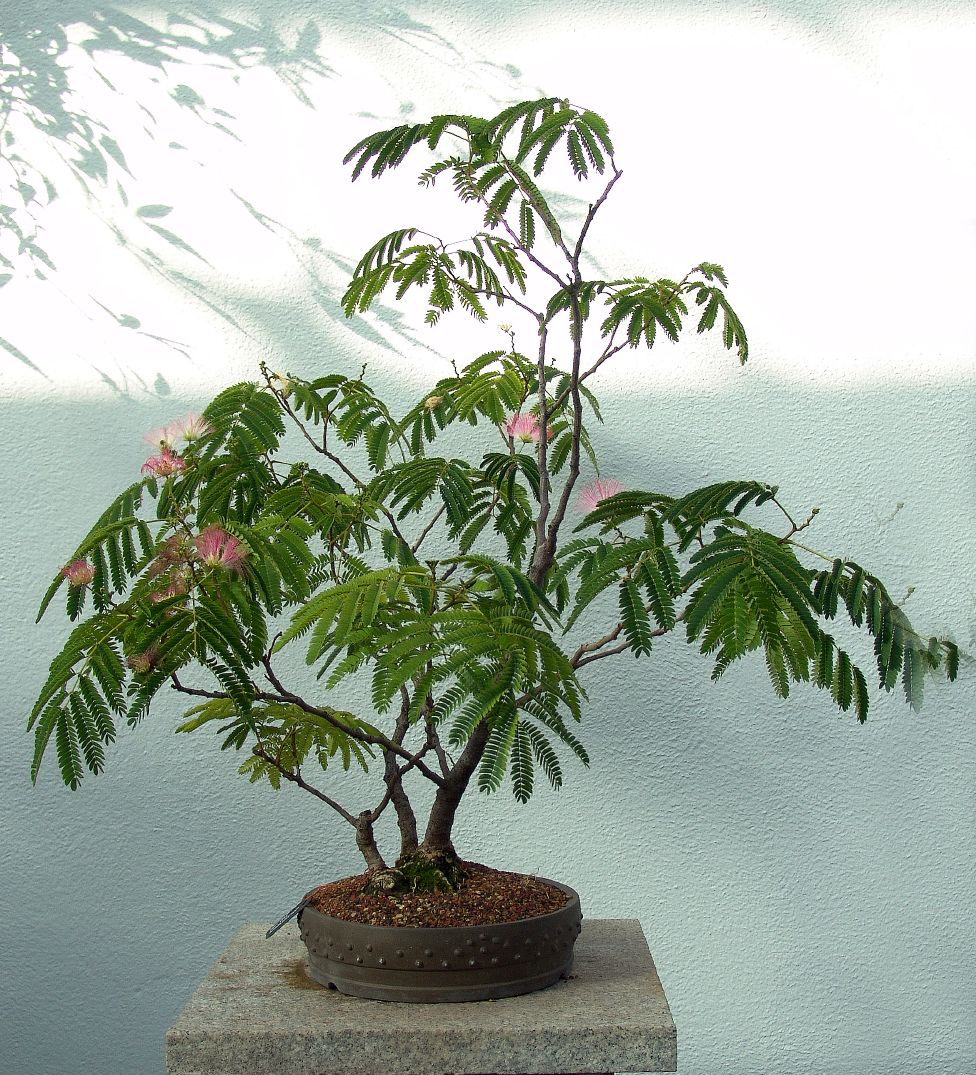 Photo du bonsai : Albizia (Albizia julibrissin, julibrissin)