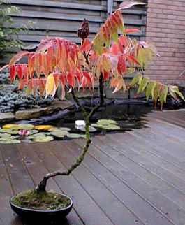 Photo du bonsai : Sumacs (Rhus)