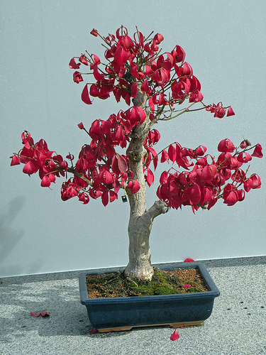 Photo du bonsai : Fusain d'Europe (Euonymus europaeus)