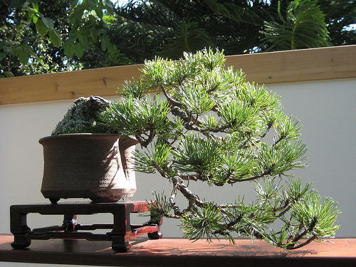 Photo du bonsai : Pin Mugo (Pinus mugo)