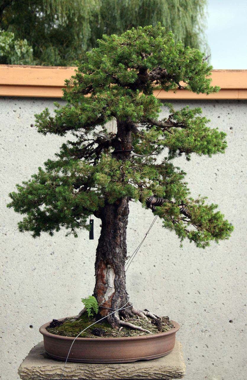 Photo du bonsai : Epica (Picea glauca)